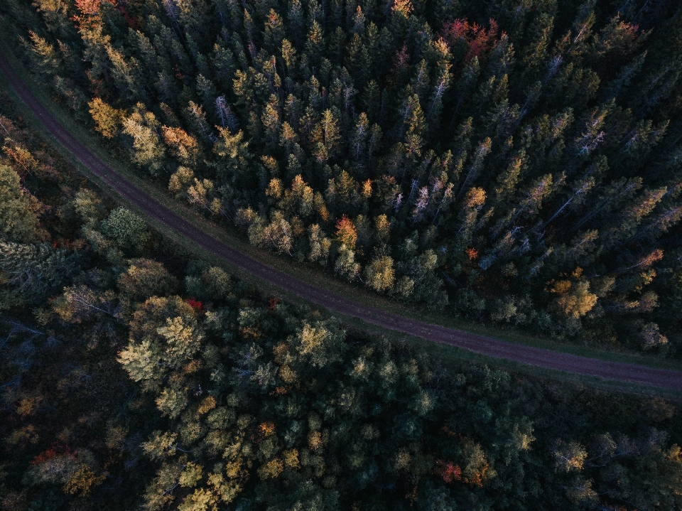 Landschaft baum wald himmel