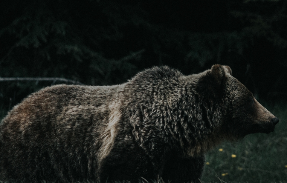 Região selvagem
 urso animais selvagens mamífero