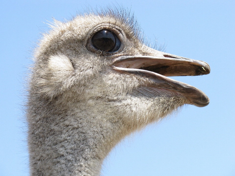 Nature outdoor wilderness bird