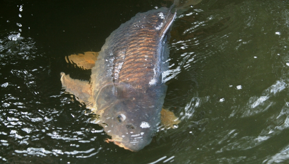 Su gölet balık fauna