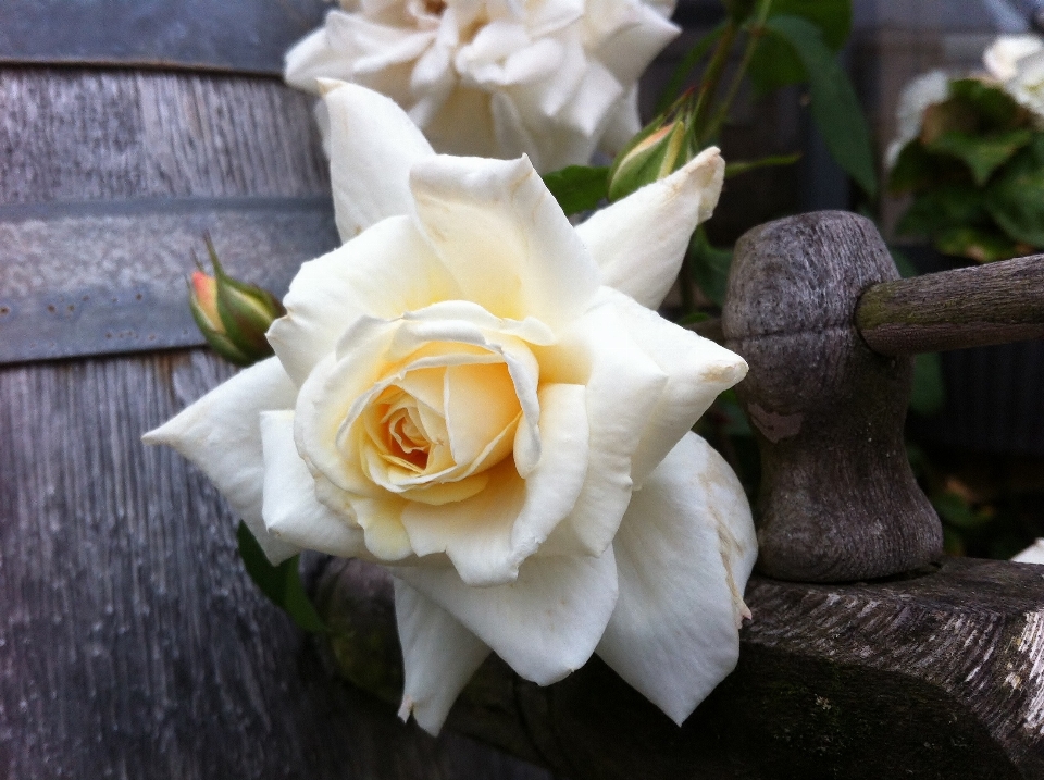 Planta blanco flor pétalo