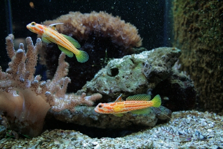 Underwater fish coral reef Photo