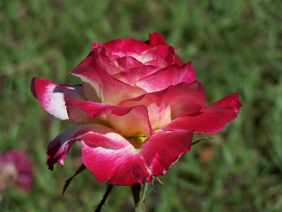 Nature plant flower petal Photo