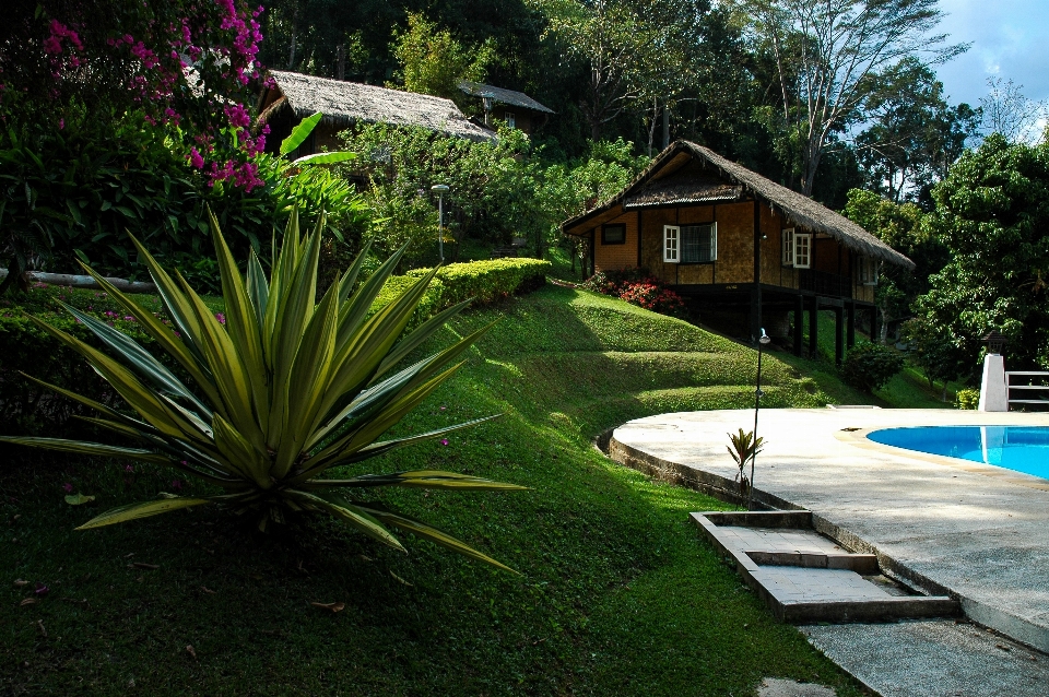 Paisagem árvore água grama