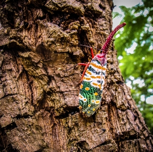 Foto Albero pianta tronco rosso