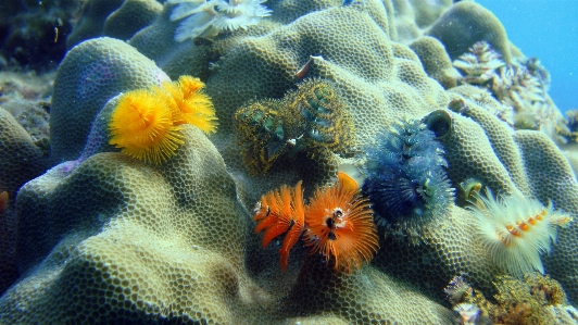 海 动物 野生动物 水下 照片