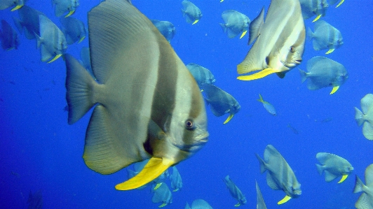 海 水 動物 野生動物 写真