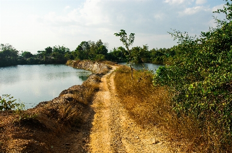 Landscape tree water path Photo