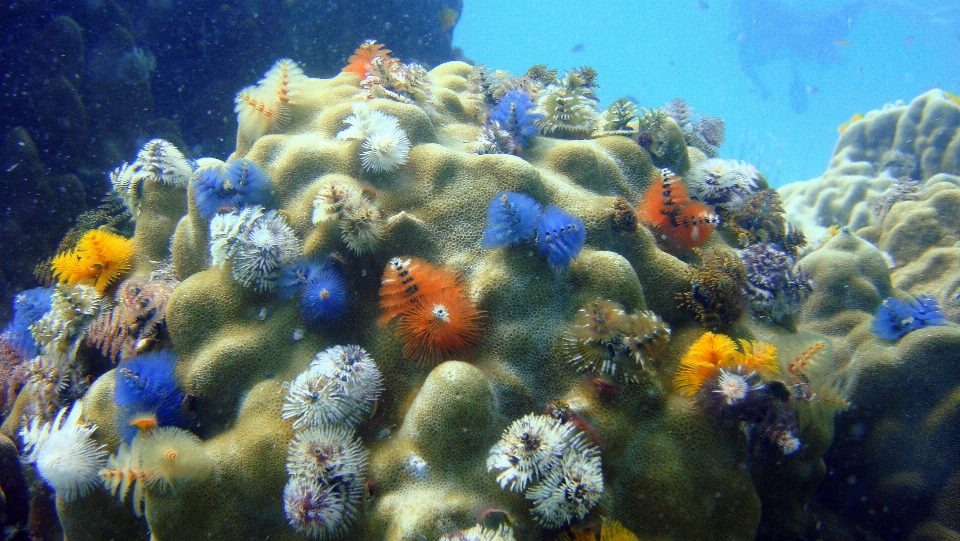 Mer animal faune sous-marin