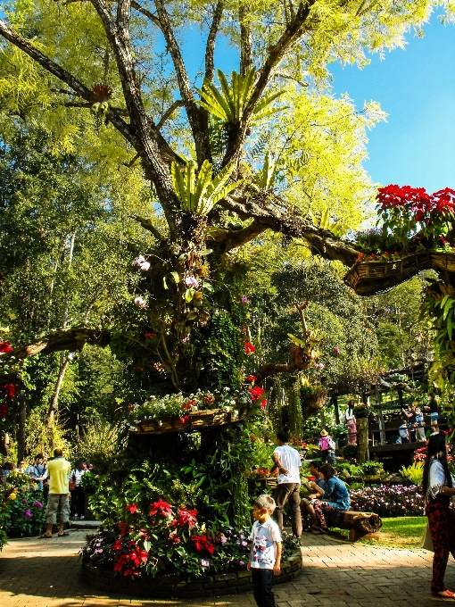 Albero ramo pianta foglia