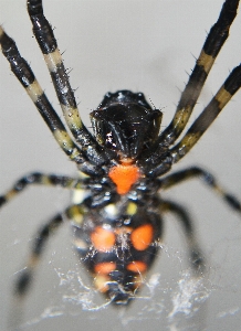 Wildlife insect invertebrate close up Photo