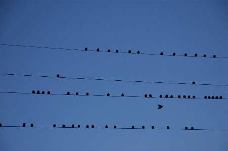 Bird cloud sky atmosphere Photo