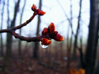 Tree water branch blossom Photo