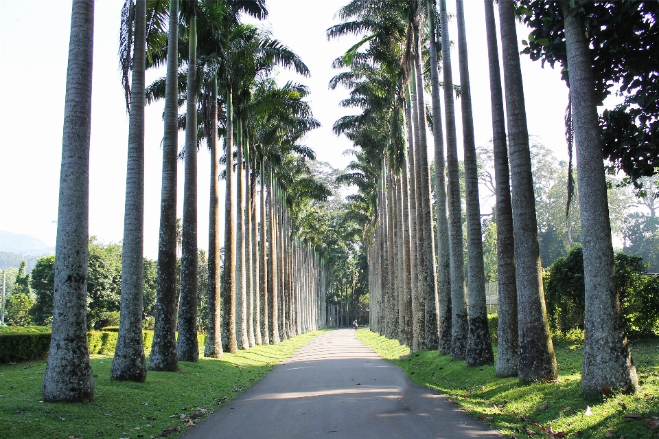 Pohon hutan rumput tanaman