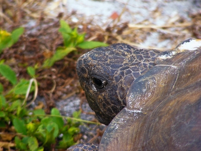 Grass animal wildlife wild Photo