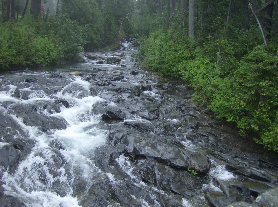 Paisagem árvore água floresta