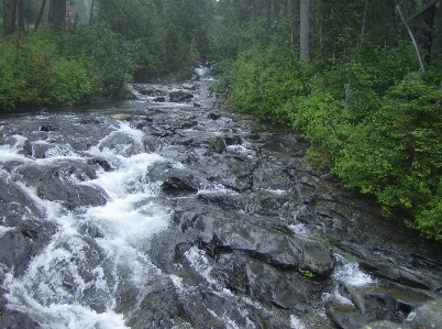 風景 木 水 森 写真