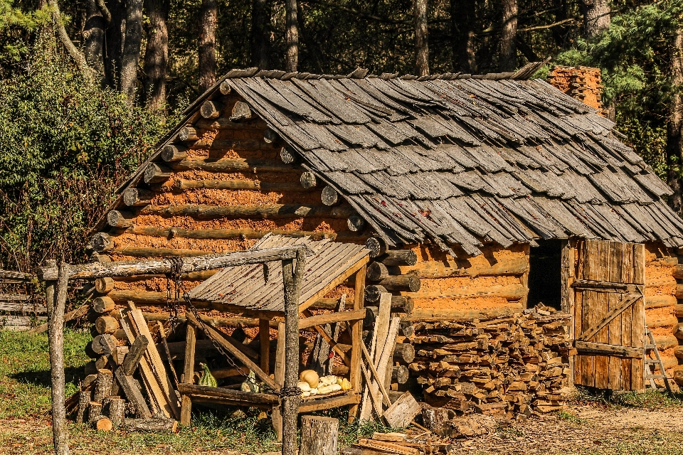 árbol madera campo casa