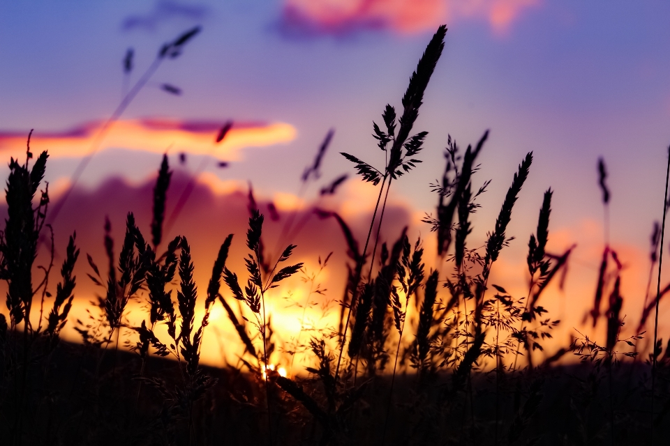 Paesaggio erba pianta cielo