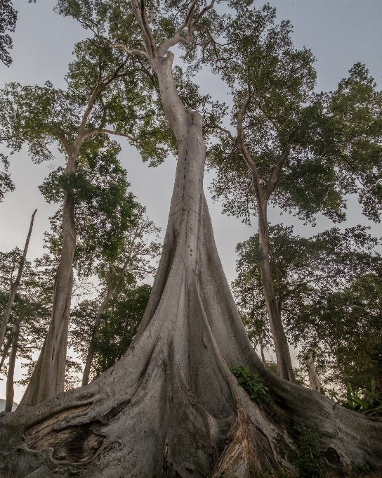 Arbre forêt bifurquer usine