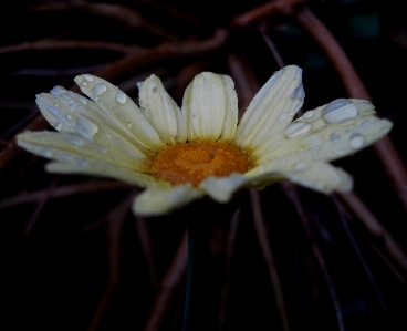 Plant rain flower petal Photo