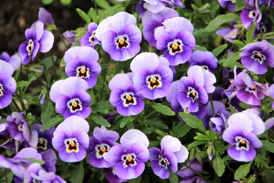 植物 花 紫 フローラ