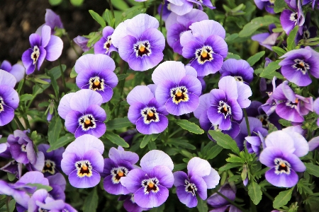 Plant flower purple flora Photo