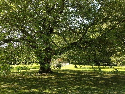 Landscape tree nature grass Photo