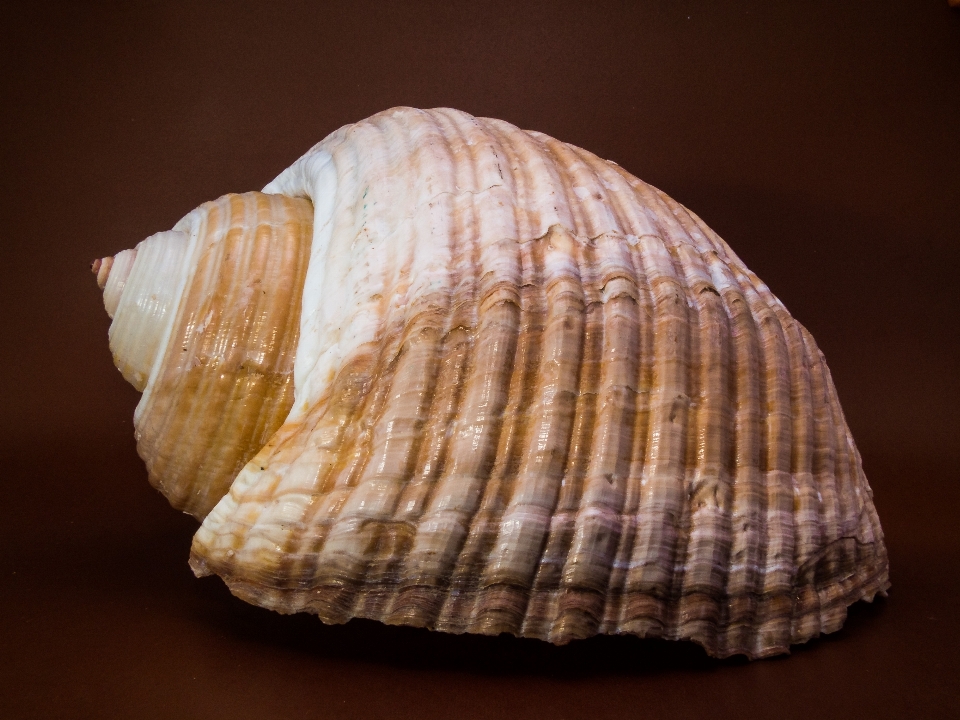 Fermer matériel coquille coquillage