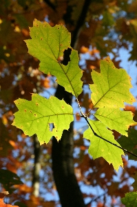 Tree forest branch plant Photo