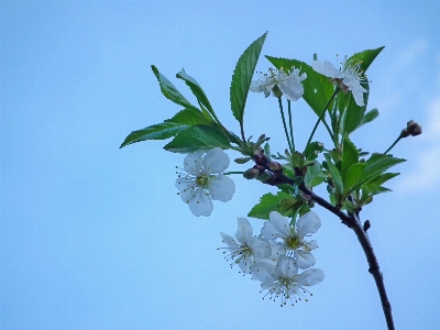 Tree nature branch blossom Photo