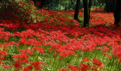 Landscape grass plant field Photo