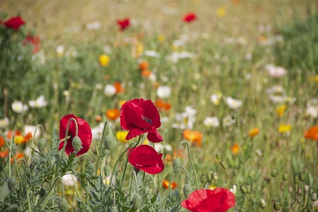 Landscape grass blossom plant Photo