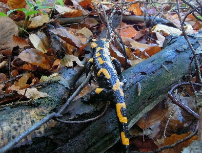 Foto Alam hutan tanaman satwa