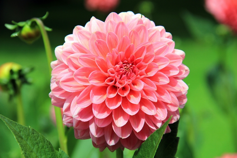 Blossom plant flower petal