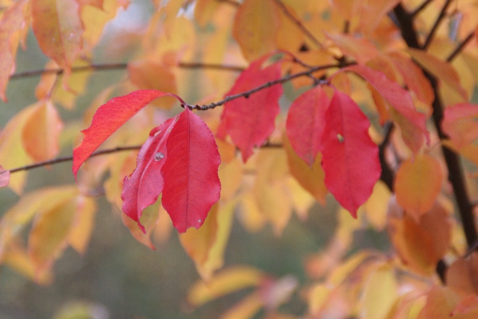 Arbre bifurquer lumière du soleil feuille