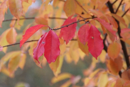 Tree branch sunlight leaf Photo