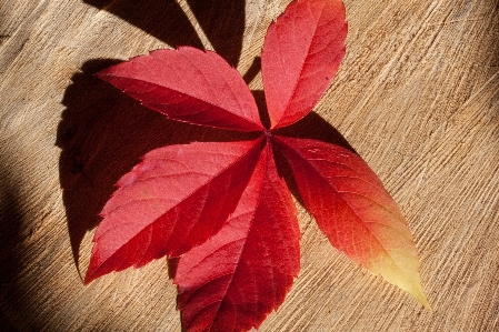 Plant leaf petal red Photo