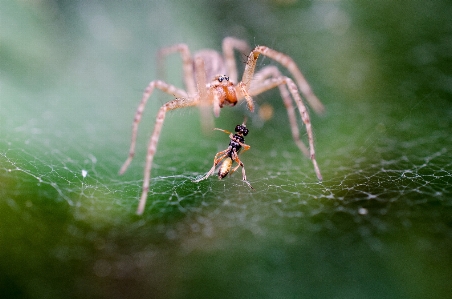 Foto Fotografi margasatwa serangga makro