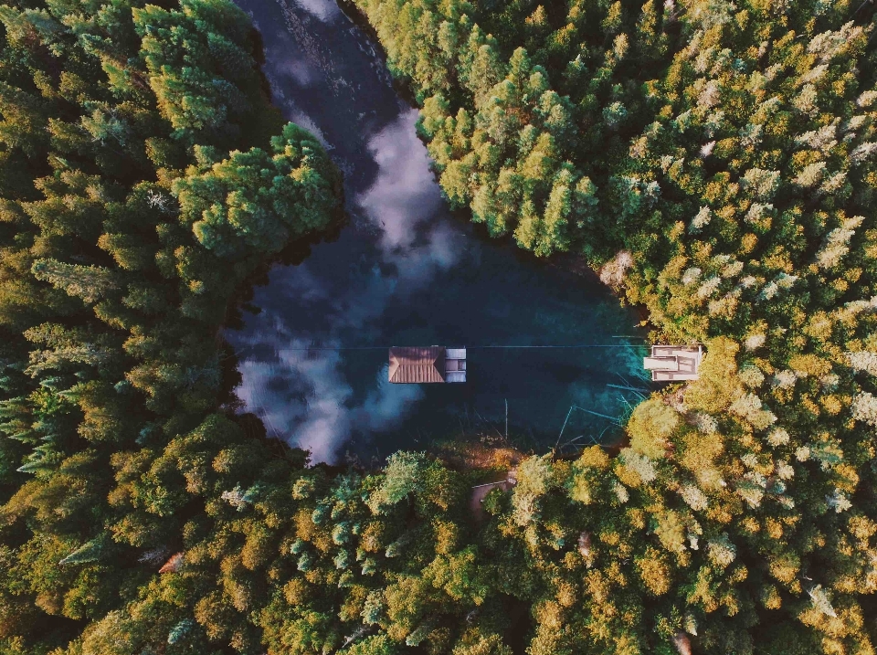 Lanskap pohon air hutan