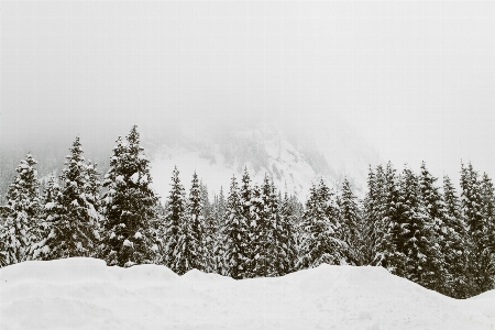 Landscape tree mountain snow Photo