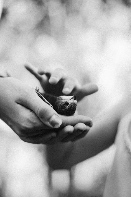 Mano rama en blanco y negro
 planta