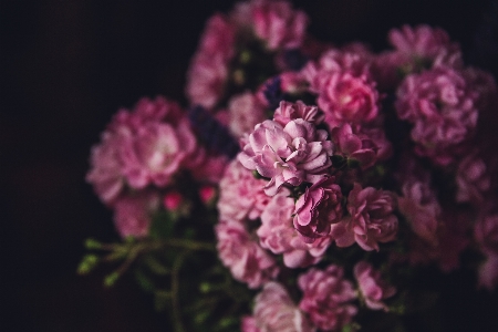 花 植物 紫 花弁 写真