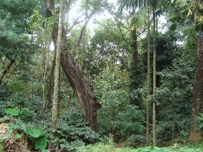 Tree forest grass plant Photo