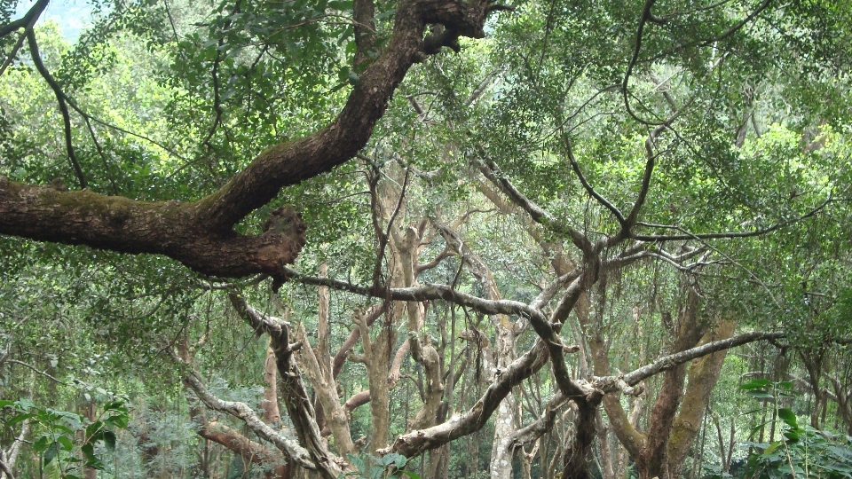 Baum wald gras zweig