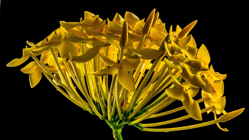 Blossom plant flower petal