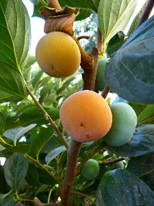 Foto Pohon tanaman buah matang
