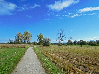 Landscape tree nature path Photo