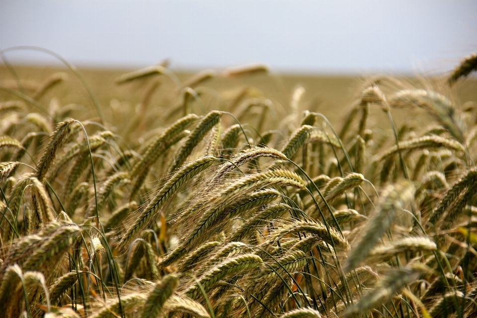 Grass sky field barley