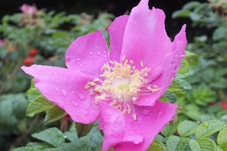 Blossom plant flower petal Photo